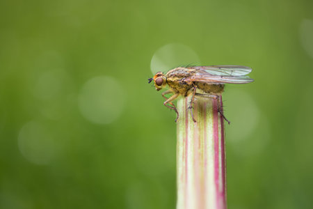 Fly standing on plant stem on green natural background. Free insect in nature.