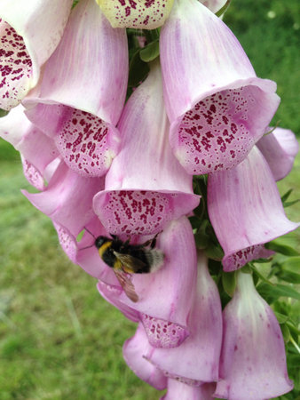 A bee collecting nectar from a beautiful pink fox glove