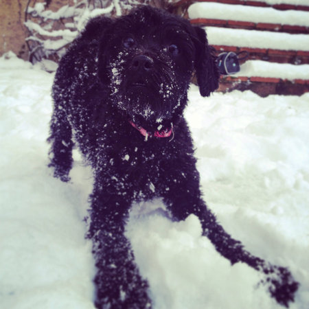 Fluffy puppy playing in the snow