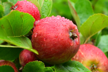 appleの写真素材