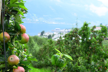 apple treeの写真素材