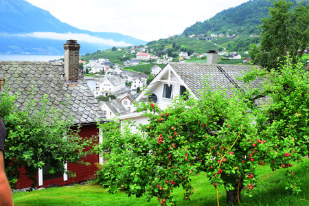 apple treeの写真素材