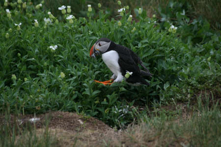 Puffin Jumping!の写真素材