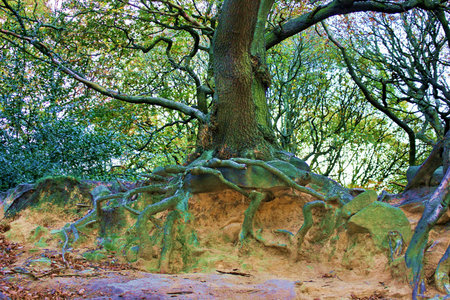 Tree Roots Reaching Out.