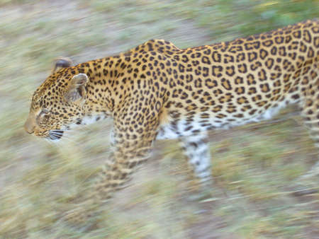 leopardの写真素材