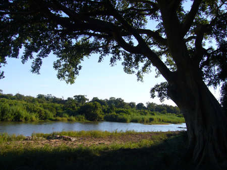 african treeの写真素材