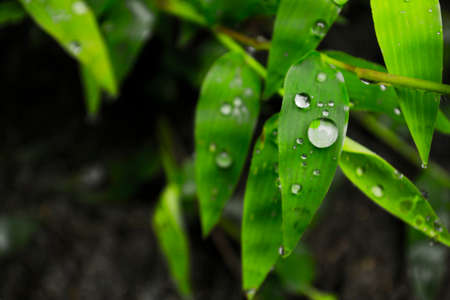 A close-up shot of water droplets on leaves in the mountains of Suichang, Chinaの写真素材