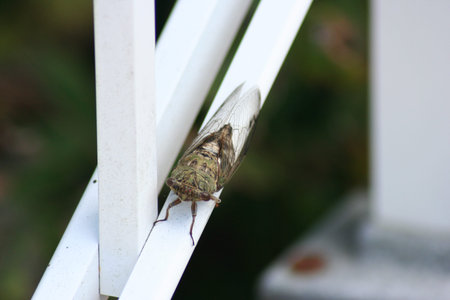Summer cicada