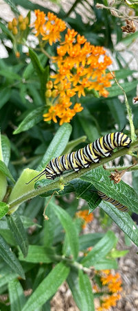 Caterpillar in the gardenの写真素材