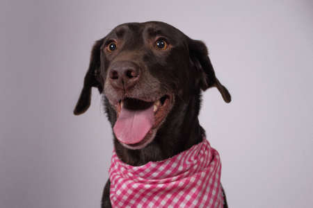 Smiling Pupの写真素材