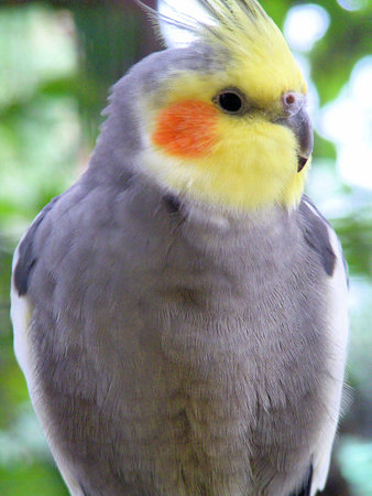 Closeup profile of a male grey cockatiel.