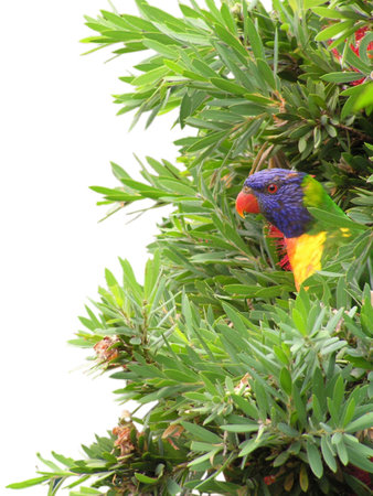 A rainbow lorikeet peeking out of the bush in which it was feeding at the camera. The bush is...