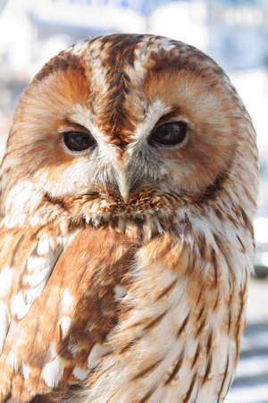 The adult owl close-up bird of prey              の写真素材
