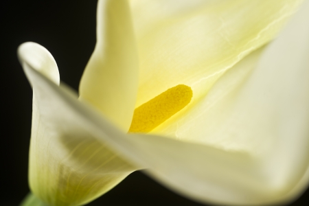 flowerの写真素材