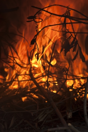 fireの写真素材