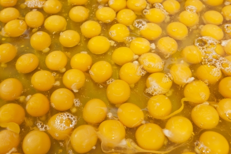 egg yolkの写真素材