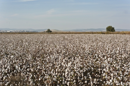 white ripe cotton field ready for harvestの写真素材