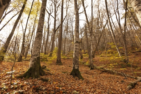 YedigÃ¶ller ( Seven Lakes) National Park , Bolu , Turkeyの写真素材