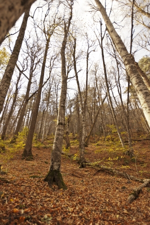 YedigÃ¶ller ( Seven Lakes) National Park , Bolu , Turkeyの写真素材