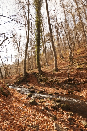 Seven Lakes National Park , Bolu , Turkeyの写真素材