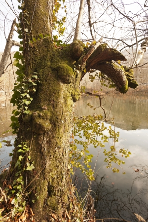 YedigÃ¶ller ( Seven Lakes) National Park , Bolu , Turkeyの写真素材