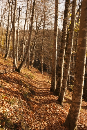 YedigÃ¶ller ( Seven Lakes) National Park , Bolu , Turkeyの写真素材