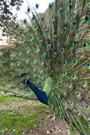peacockの写真素材