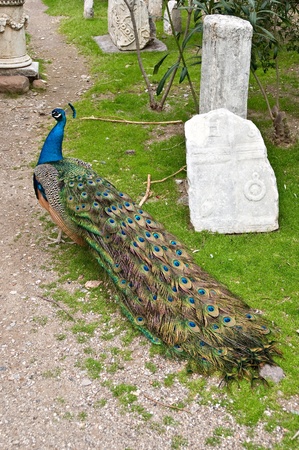 peacockの写真素材