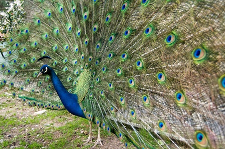 peacockの写真素材