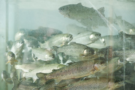 Troutの写真素材