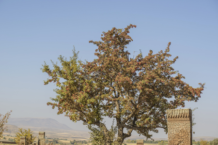 seljuk turk cemetery in ahlat, bitlisの写真素材