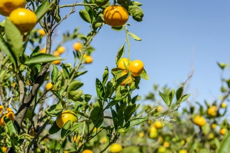 Mandarin oranges on the tree.の写真素材