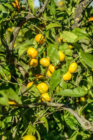Mandarin oranges on the tree.の写真素材