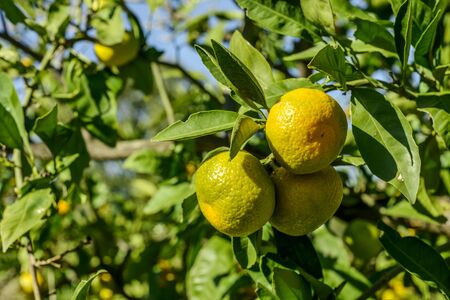 Mandarin oranges on the tree.の写真素材