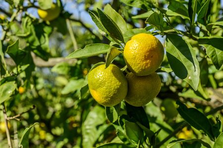 Mandarin oranges on the tree.の写真素材
