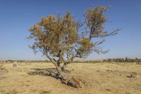 seljuk turk cemetery in ahlat, bitlisの写真素材