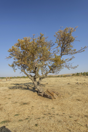 seljuk turk cemetery in ahlat, bitlisの写真素材