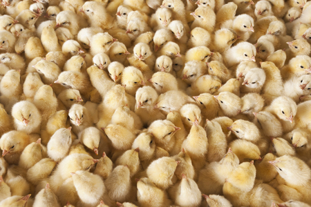 baby chicksの写真素材