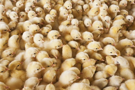 baby chicksの写真素材