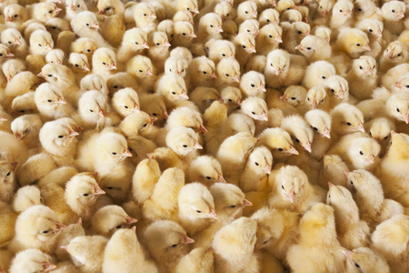 baby chicksの写真素材
