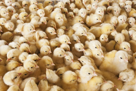 baby chicksの写真素材