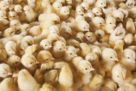 baby chicksの写真素材
