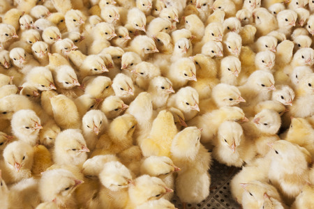 baby chicksの写真素材