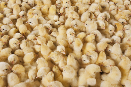 baby chicksの写真素材