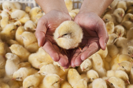 Male hands holding a chickの写真素材
