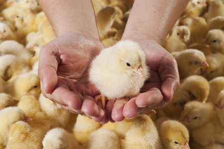 Male hands holding a chickの写真素材