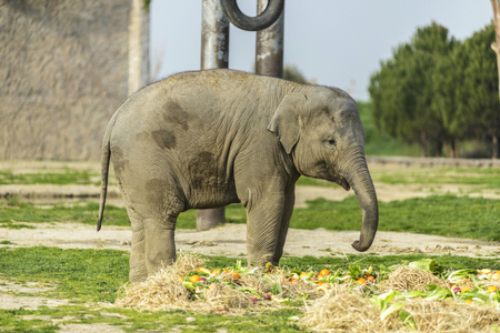 Elephant Familyの写真素材