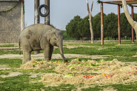 Elephant Familyの写真素材