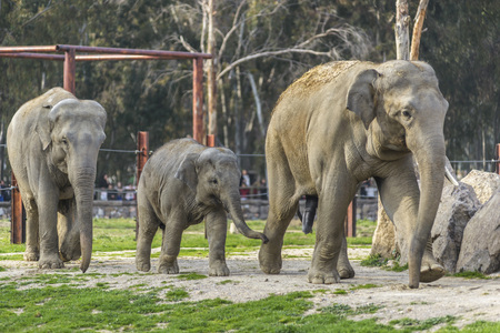 Elephant Familyの写真素材