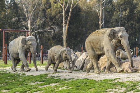 Elephant Familyの写真素材